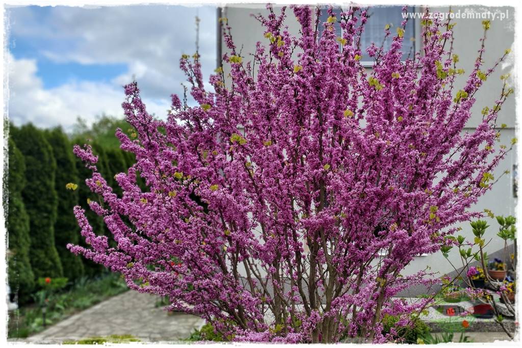 Judaszowiec w ogrodzie 7 Judaszowiec w ogrodzie 7