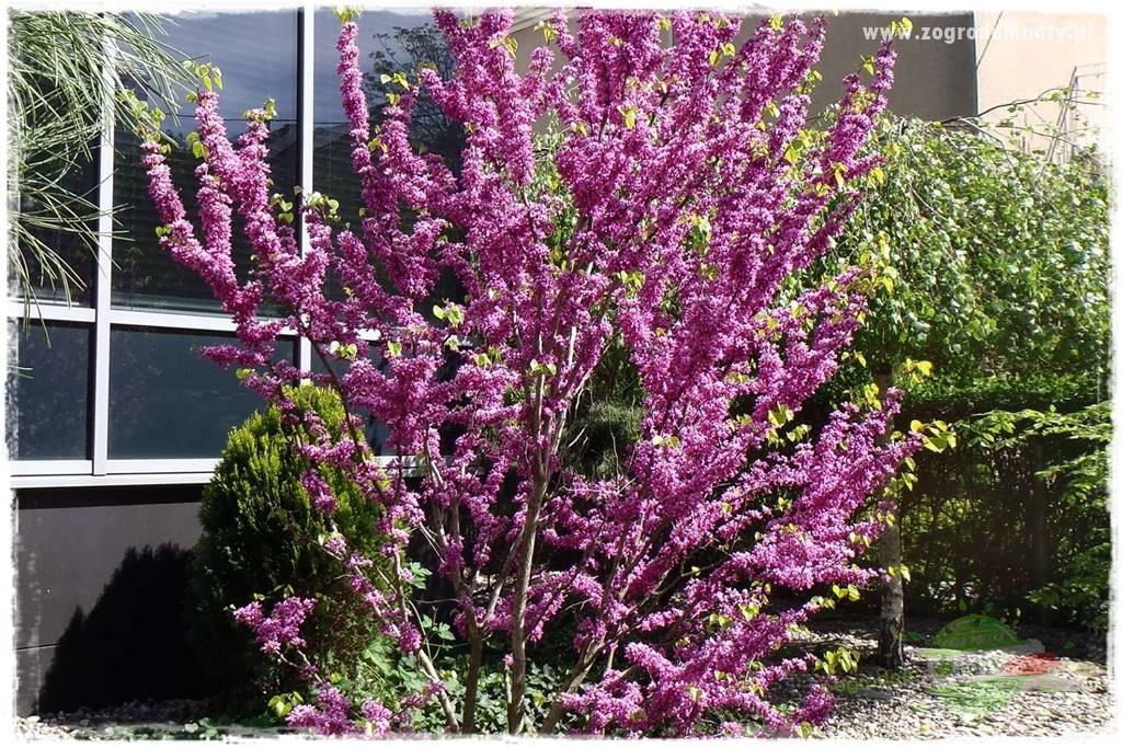 Judaszowiec w ogrodzie 8 Judaszowiec w ogrodzie 8