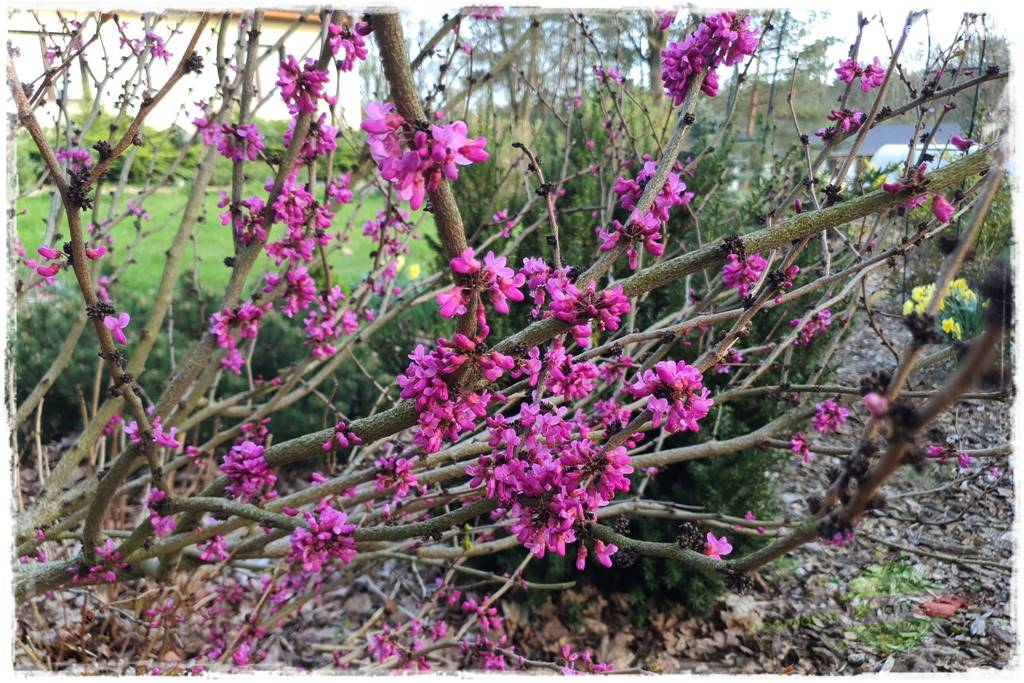 Judaszowiec w ogrodzie 9 Judaszowiec w ogrodzie 9