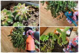 wełnowce na roślinach domowych 0