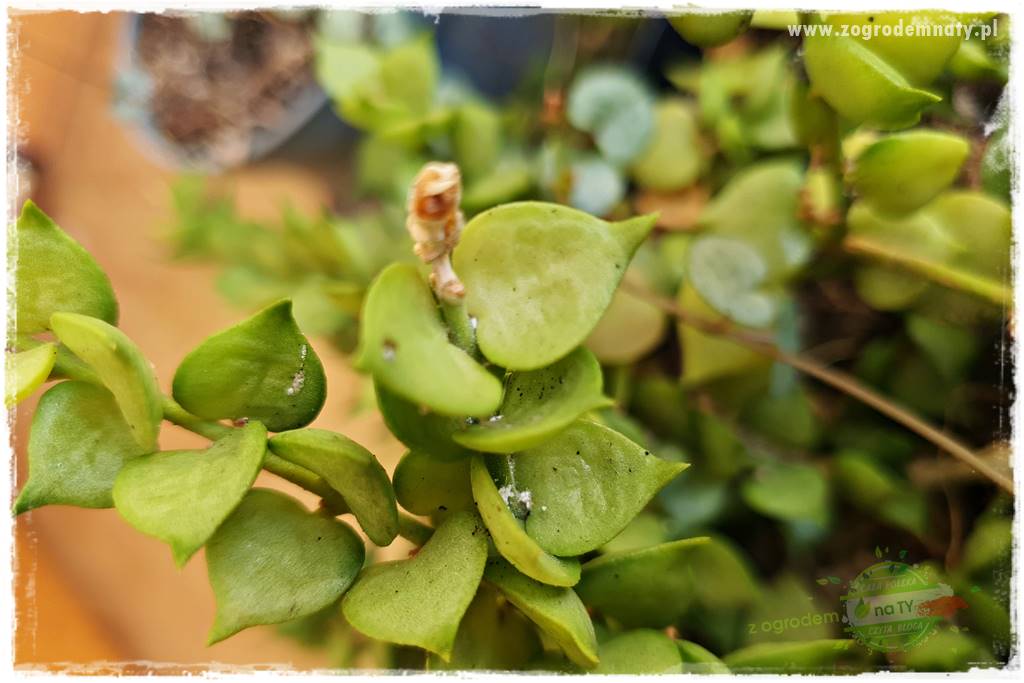 wełnowce na roślinach domowych 1 wełnowce na roślinach domowych 1