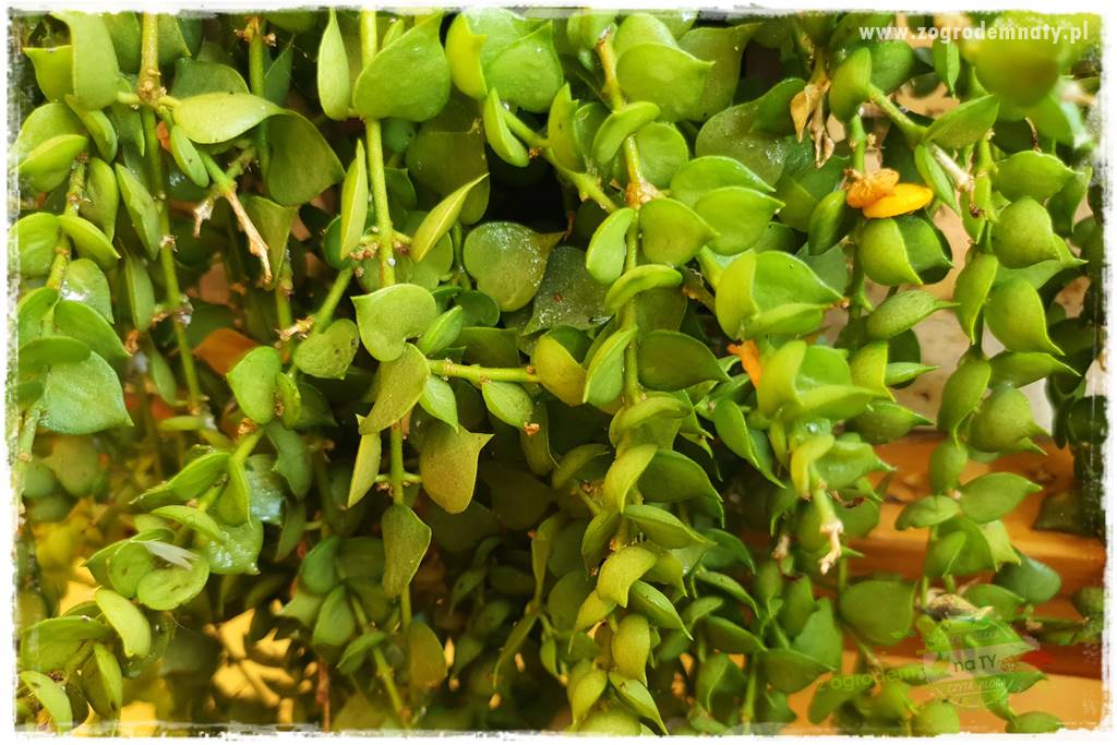 wełnowce na roślinach domowych 10 wełnowce na roślinach domowych 10