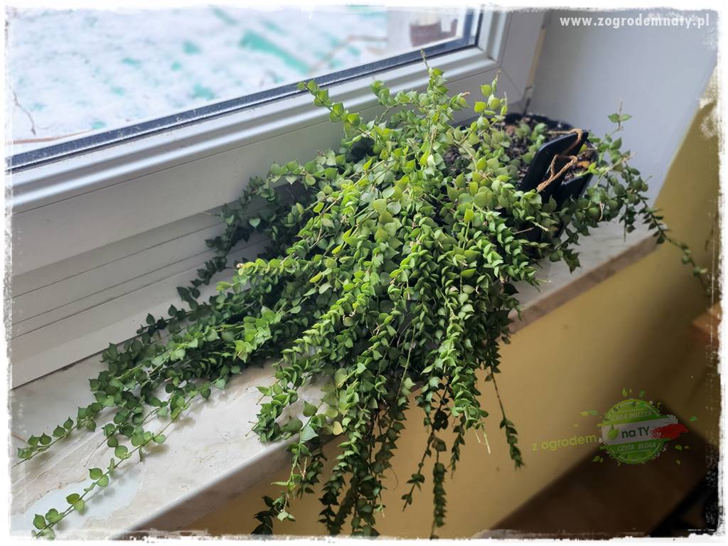 wełnowce na roślinach domowych 11