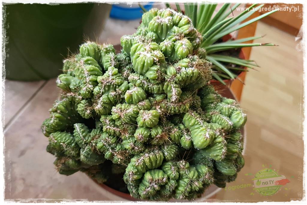 wełnowce na roślinach domowych 12 wełnowce na roślinach domowych 12