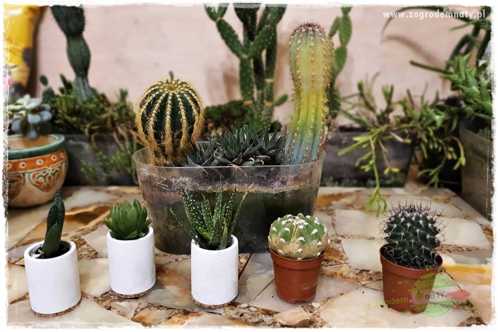 wełnowce na roślinach domowych 13 wełnowce na roślinach domowych 13