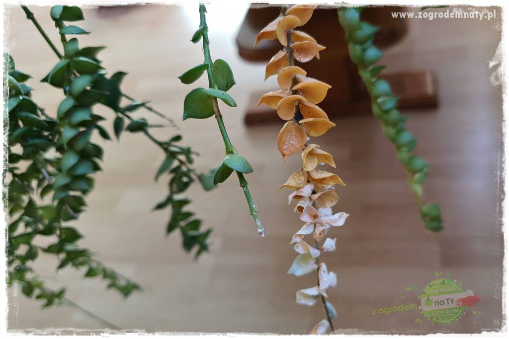 wełnowce na roślinach domowych 14 wełnowce na roślinach domowych 14