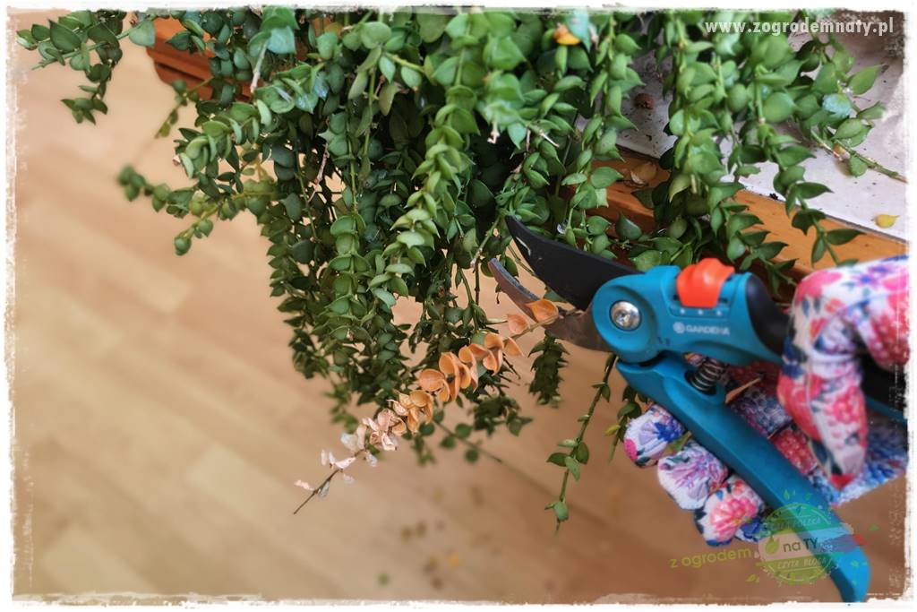 wełnowce na roślinach domowych 15 wełnowce na roślinach domowych 15