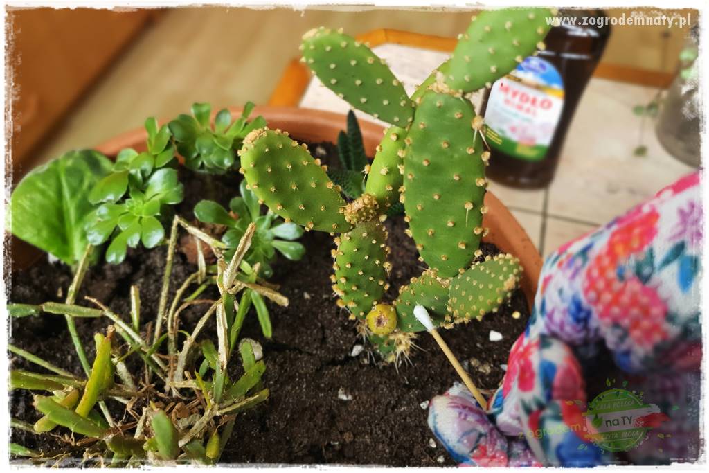 wełnowce na roślinach domowych 16 wełnowce na roślinach domowych 16