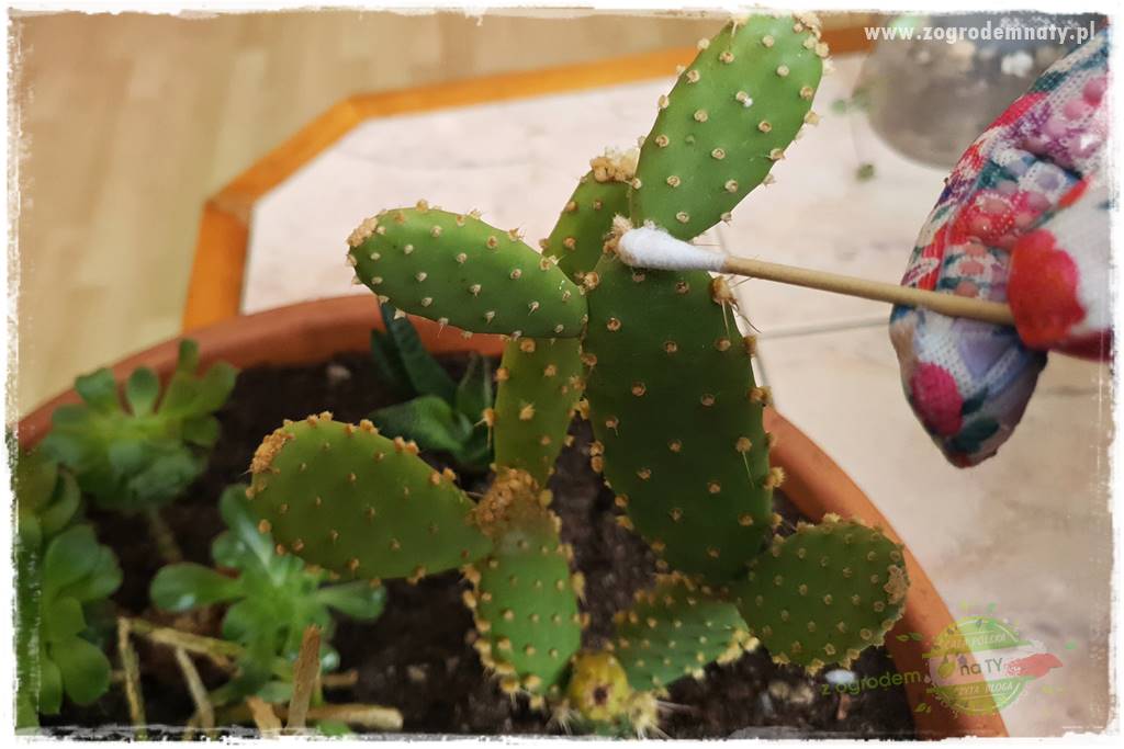 wełnowce na roślinach domowych 17 wełnowce na roślinach domowych 17