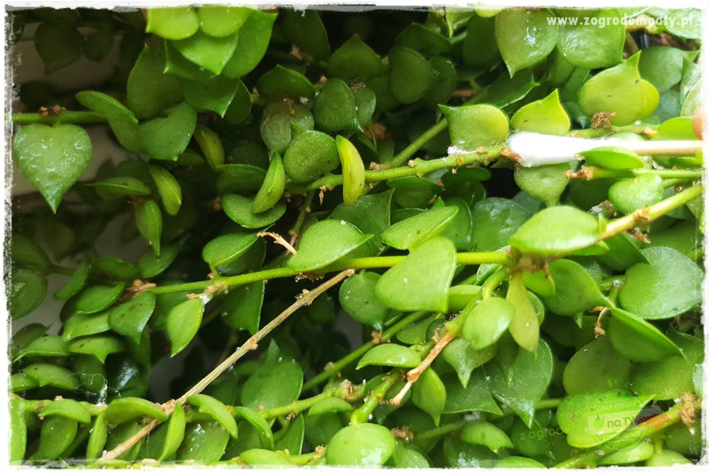 wełnowce na roślinach domowych 18 wełnowce na roślinach domowych 18