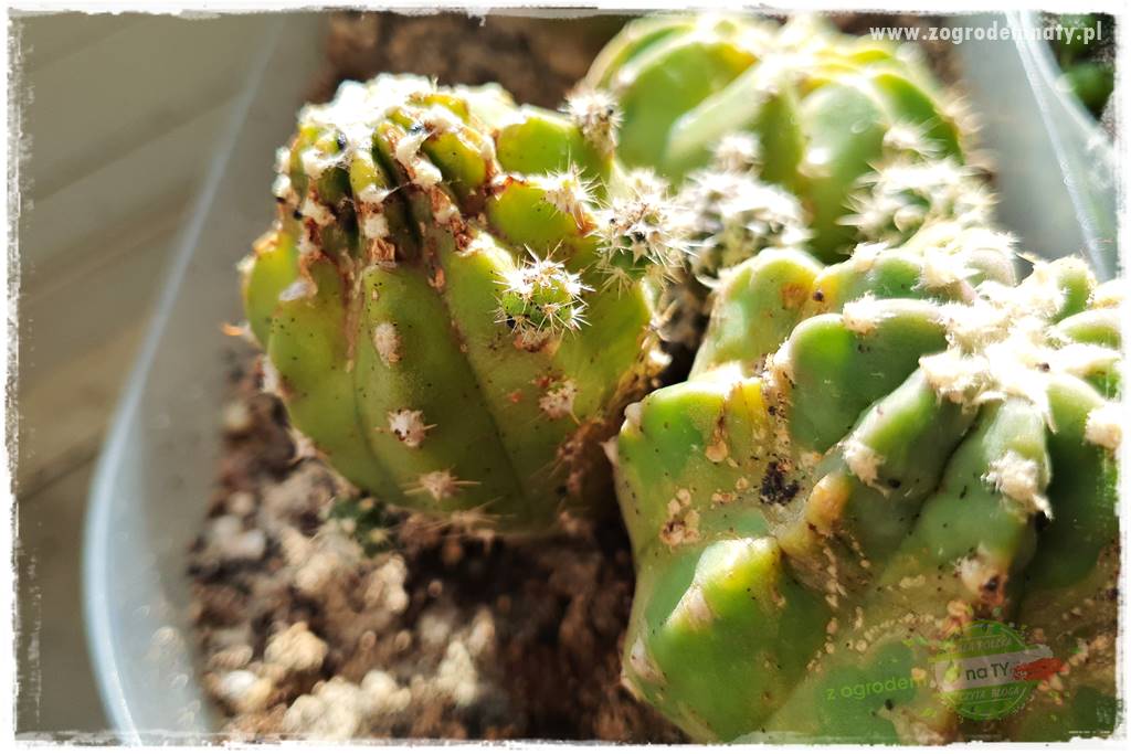 wełnowce na roślinach domowych 19 wełnowce na roślinach domowych 19