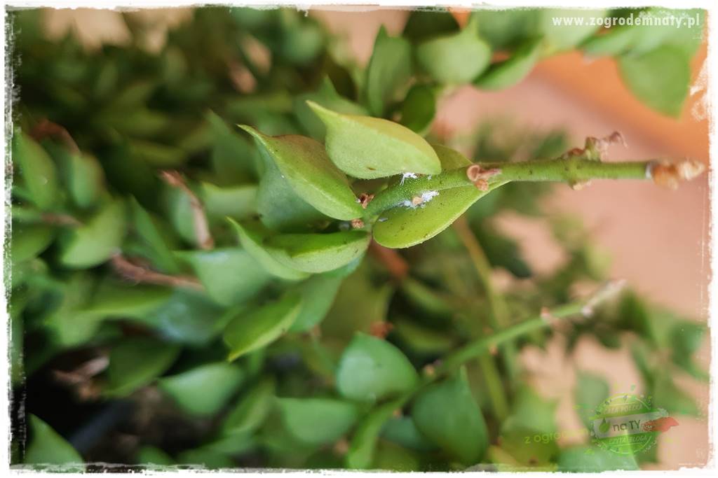 wełnowce na roślinach domowych 2 wełnowce na roślinach domowych 2