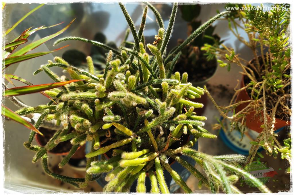 wełnowce na roślinach domowych 20 wełnowce na roślinach domowych 20