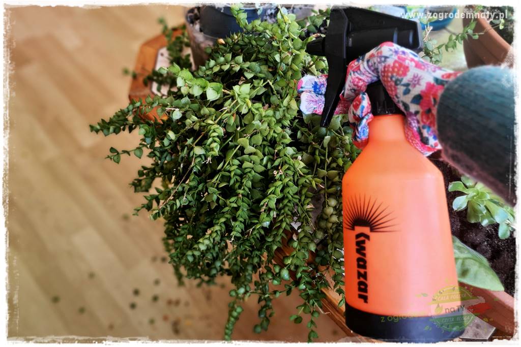 wełnowce na roślinach domowych 21 wełnowce na roślinach domowych 21