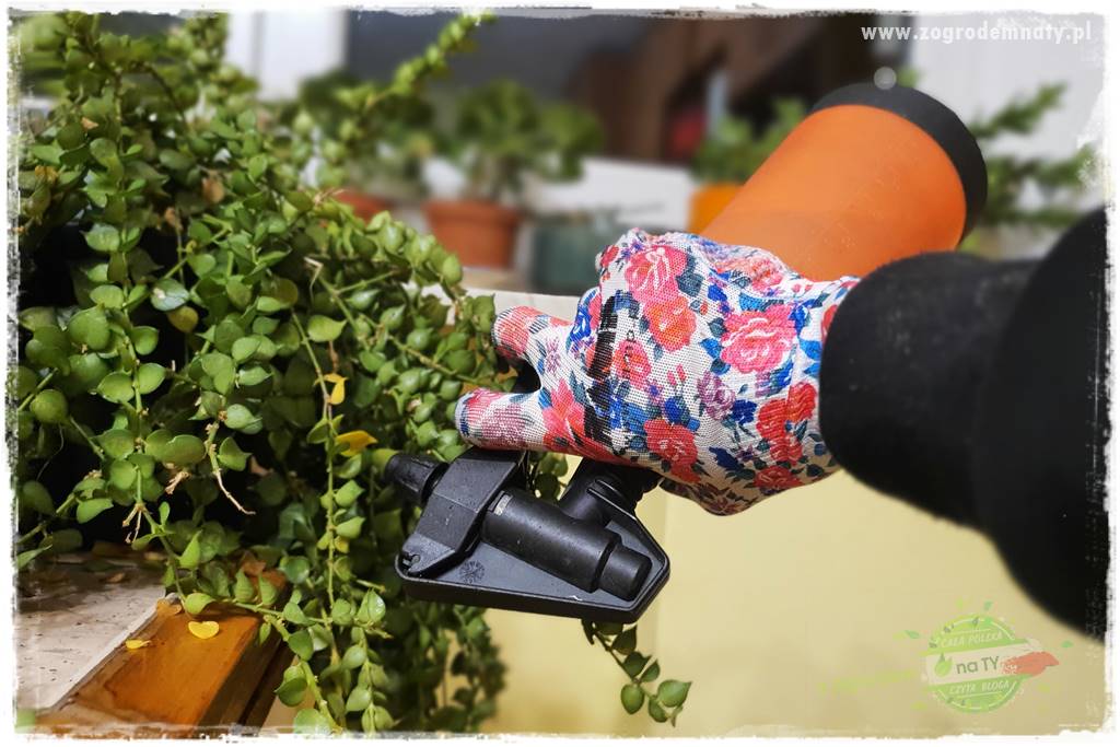 wełnowce na roślinach domowych 22 wełnowce na roślinach domowych 22