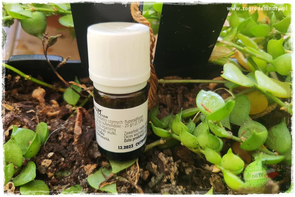 wełnowce na roślinach domowych 23