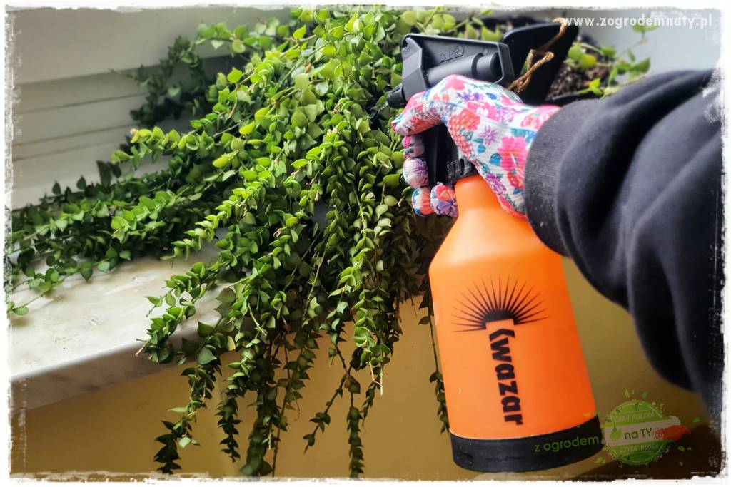 wełnowce na roślinach domowych 24