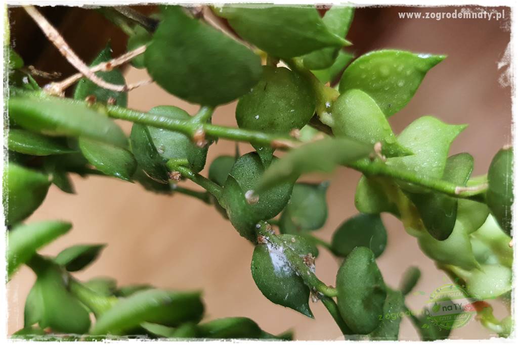 wełnowce na roślinach domowych 25