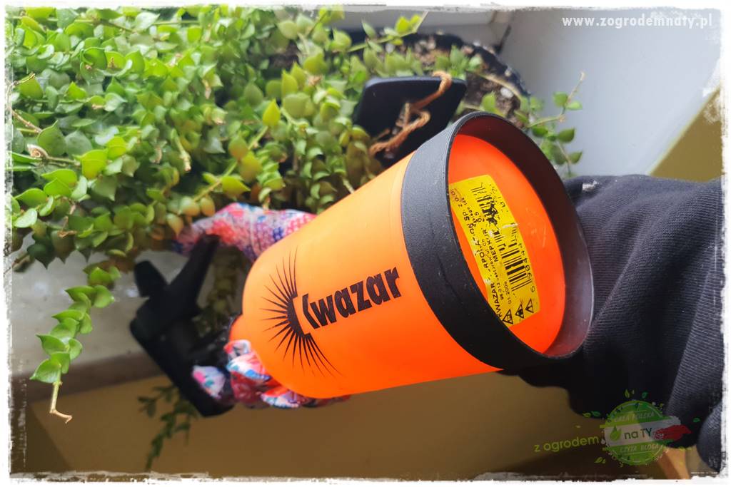 wełnowce na roślinach domowych 26 wełnowce na roślinach domowych 26