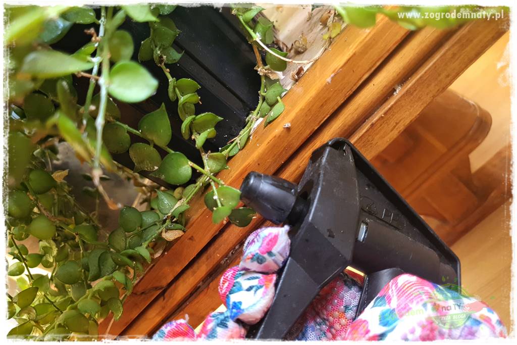 wełnowce na roślinach domowych 27 wełnowce na roślinach domowych 27