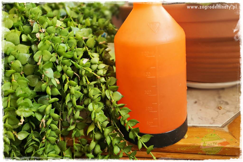 wełnowce na roślinach domowych 28