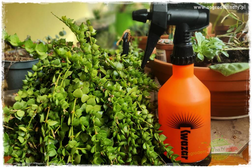 wełnowce na roślinach domowych 29 wełnowce na roślinach domowych 29