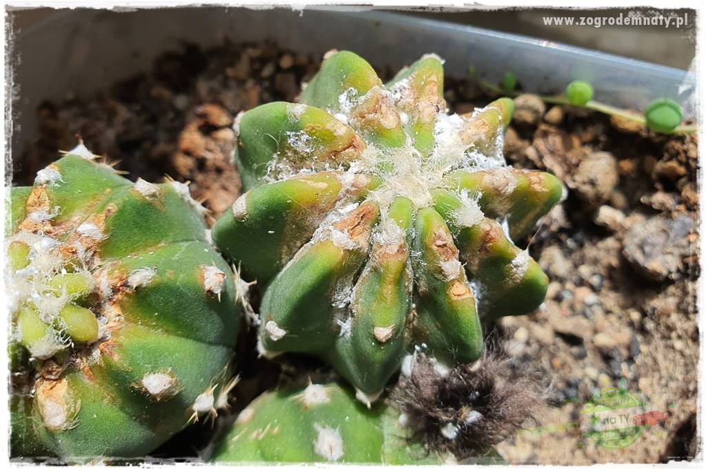 wełnowce na roślinach domowych 3 wełnowce na roślinach domowych 3