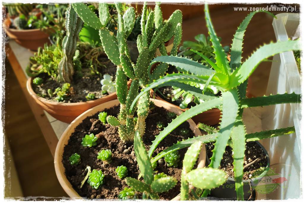 wełnowce na roślinach domowych 30 wełnowce na roślinach domowych 30