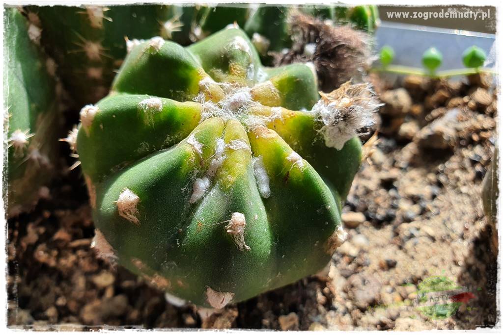 wełnowce na roślinach domowych 4 wełnowce na roślinach domowych 4