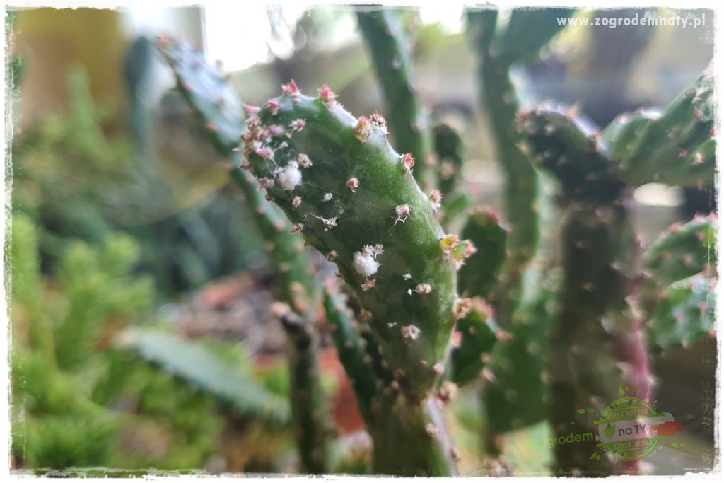wełnowce na roślinach domowych 5 wełnowce na roślinach domowych 5