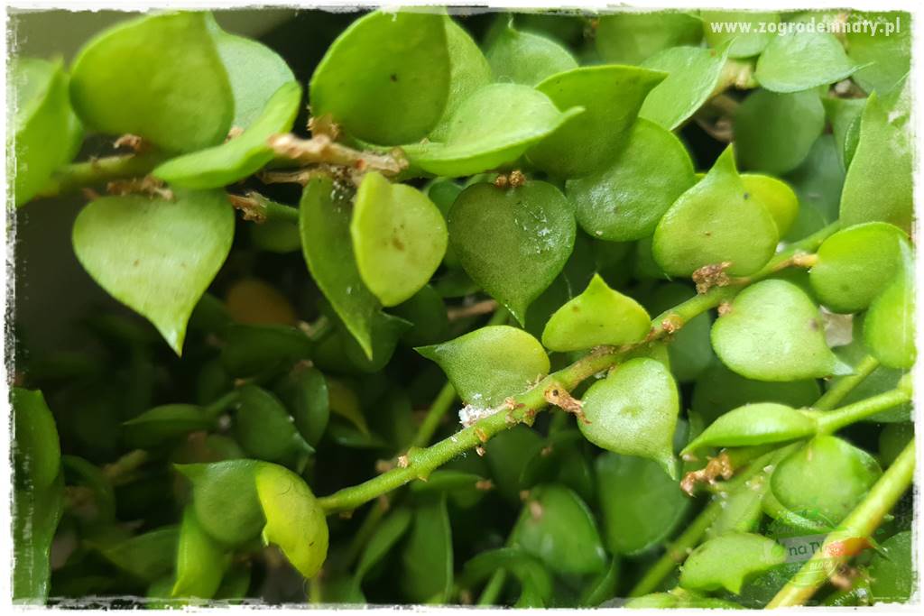 wełnowce na roślinach domowych 6 wełnowce na roślinach domowych 6