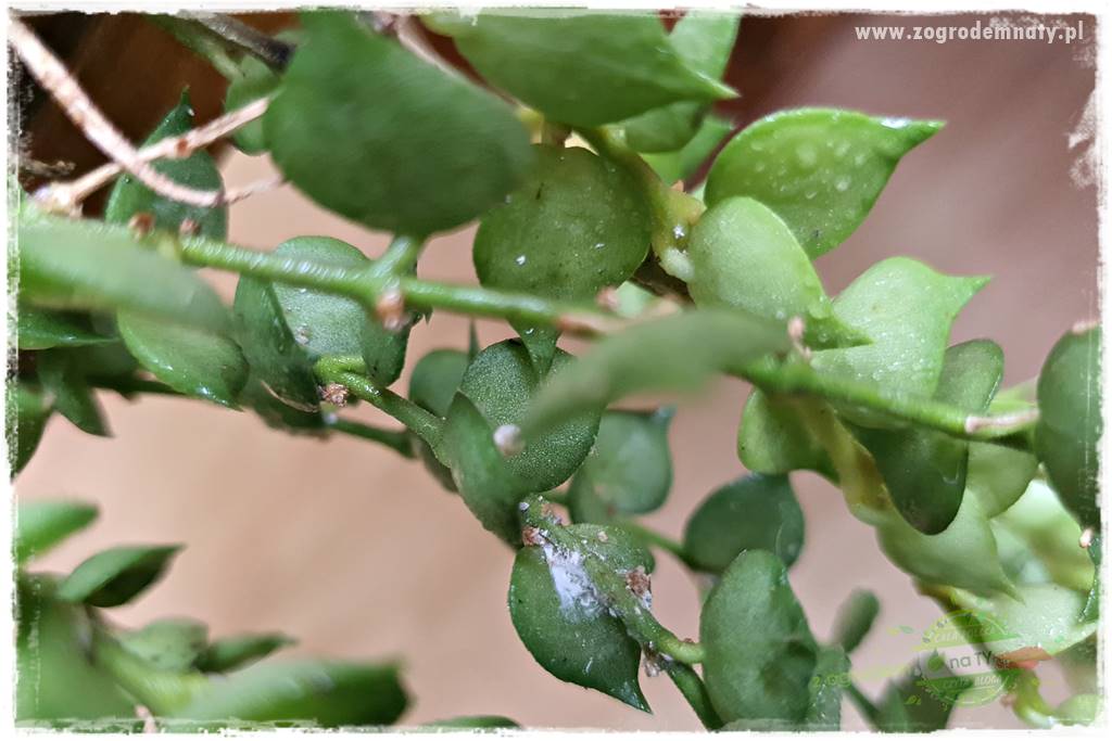 wełnowce na roślinach domowych 7 wełnowce na roślinach domowych 7