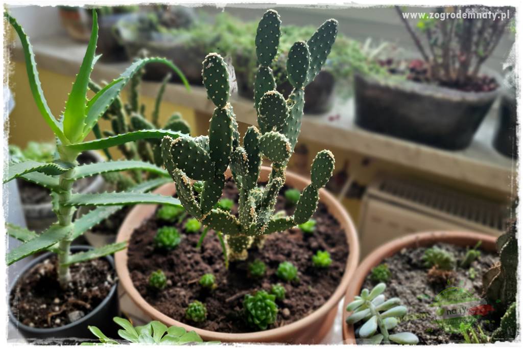 wełnowce na roślinach domowych 8 wełnowce na roślinach domowych 8