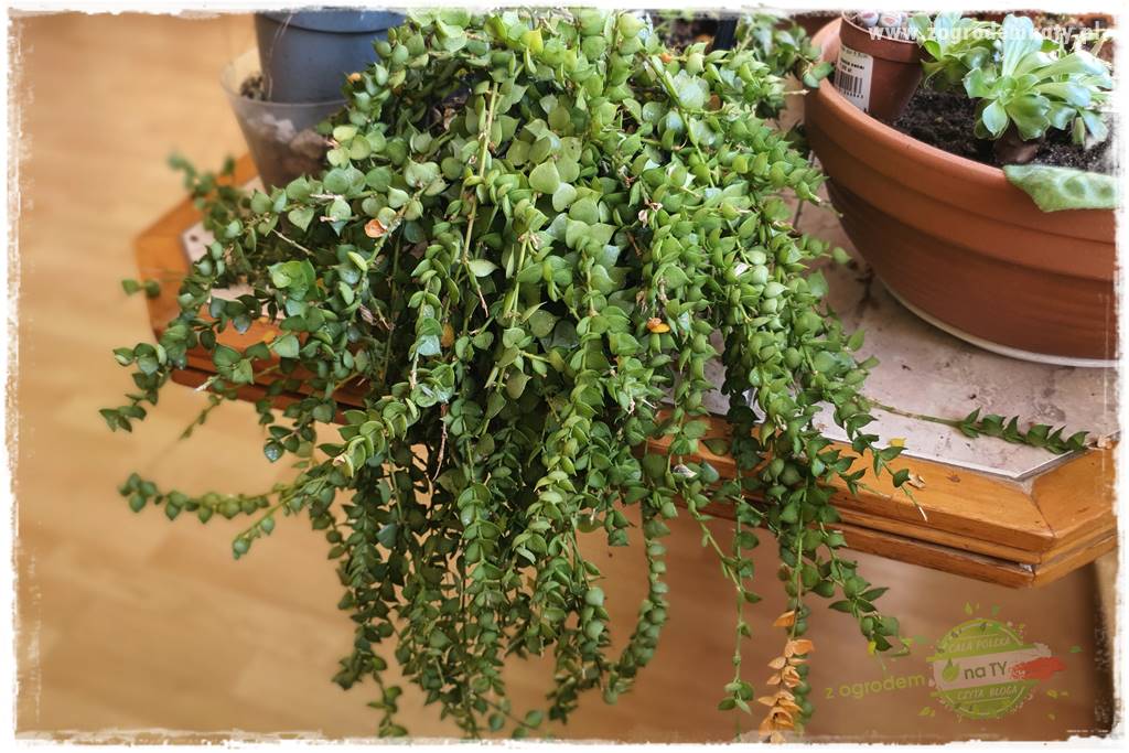 wełnowce na roślinach domowych 9 wełnowce na roślinach domowych 9