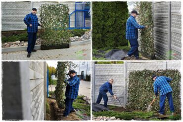 zielone panele z bluszczu 0