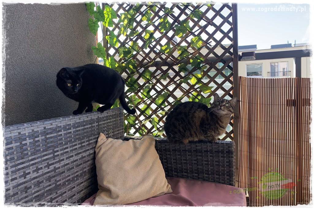 Efektowny balkon 16a