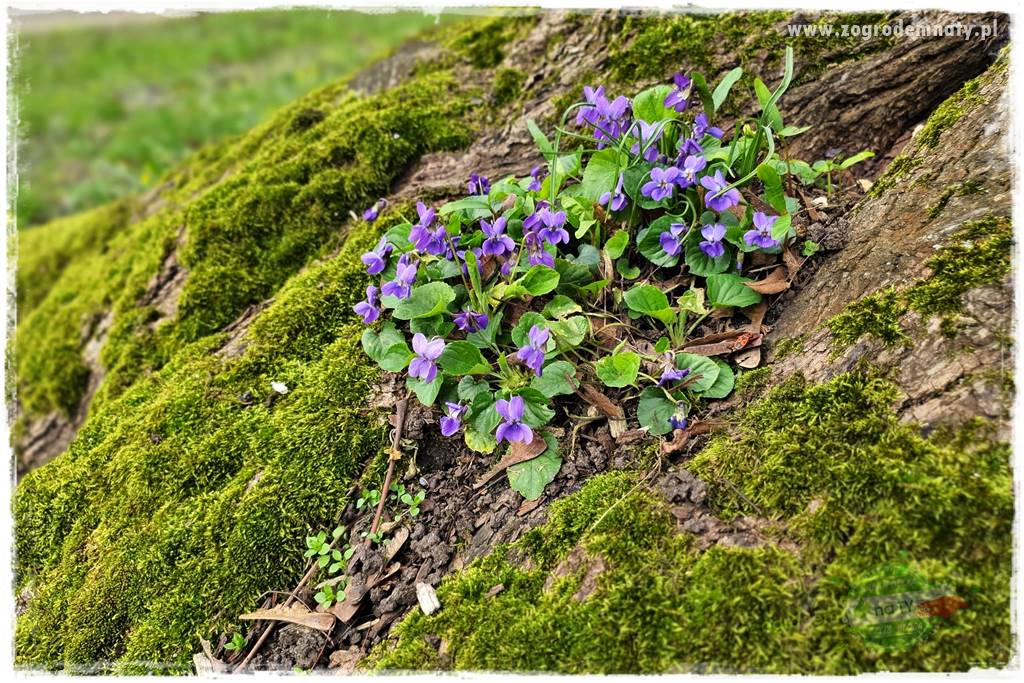 Jadalne kwiaty 12 Jadalne kwiaty 12