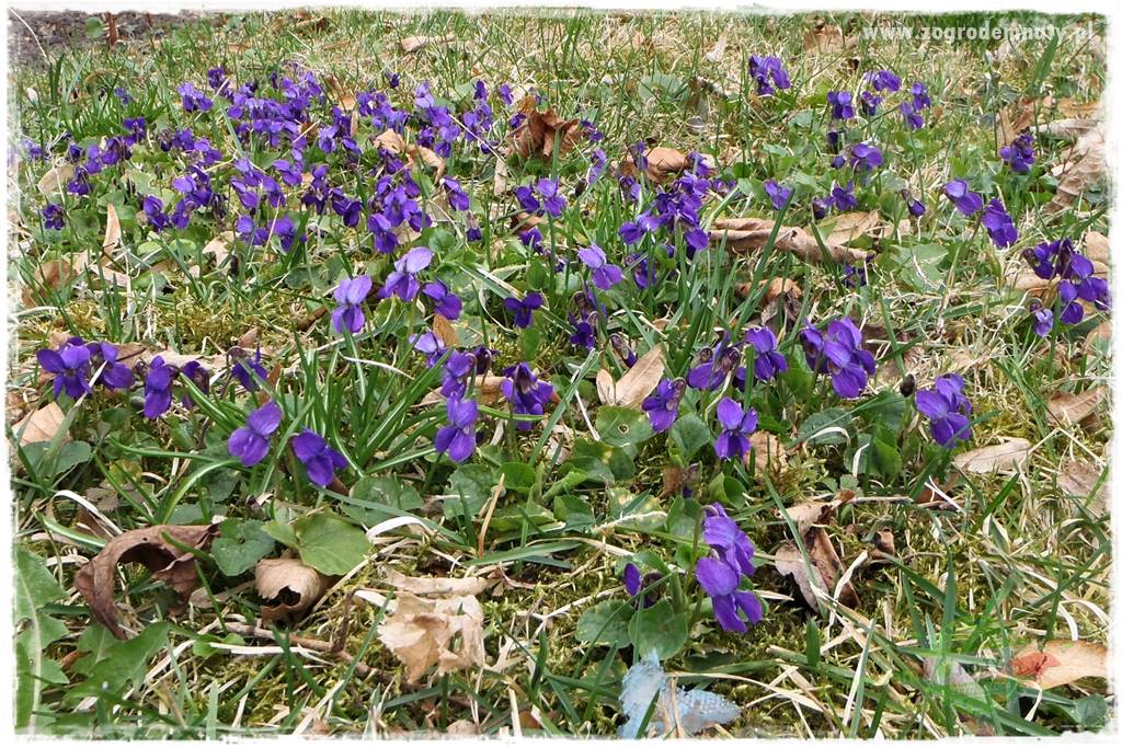 Jadalne kwiaty 13 Jadalne kwiaty 13