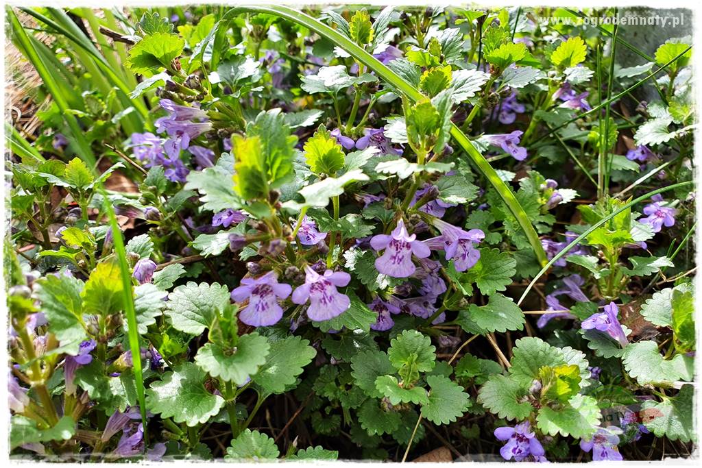 Jadalne kwiaty 14 Jadalne kwiaty 14