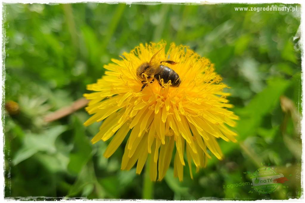 Jadalne kwiaty 16 Jadalne kwiaty 16