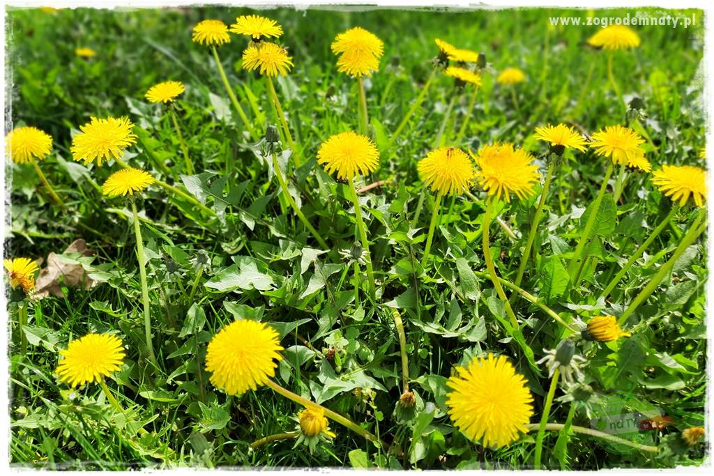 Jadalne kwiaty 17 Jadalne kwiaty 17