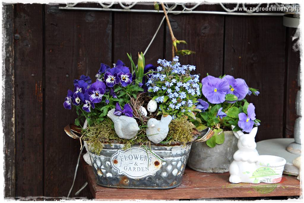 Jadalne kwiaty 19 Jadalne kwiaty 19