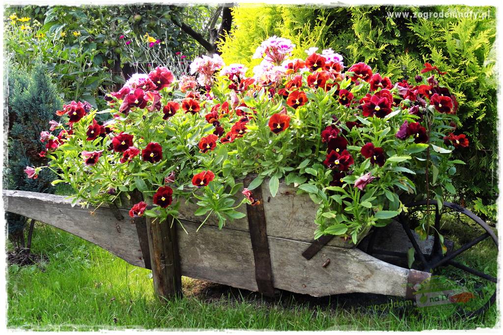 Jadalne kwiaty 20 Jadalne kwiaty 20