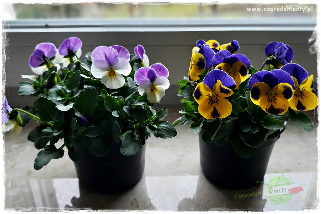 Jadalne kwiaty 21 Jadalne kwiaty 21