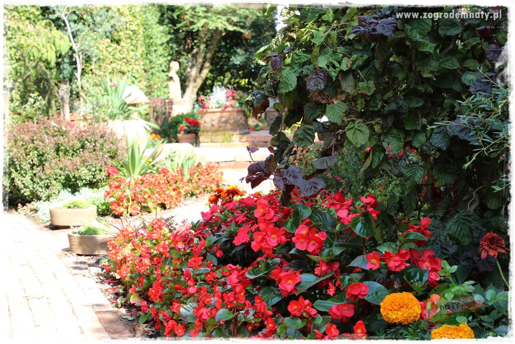 Jadalne kwiaty 31 Jadalne kwiaty 31