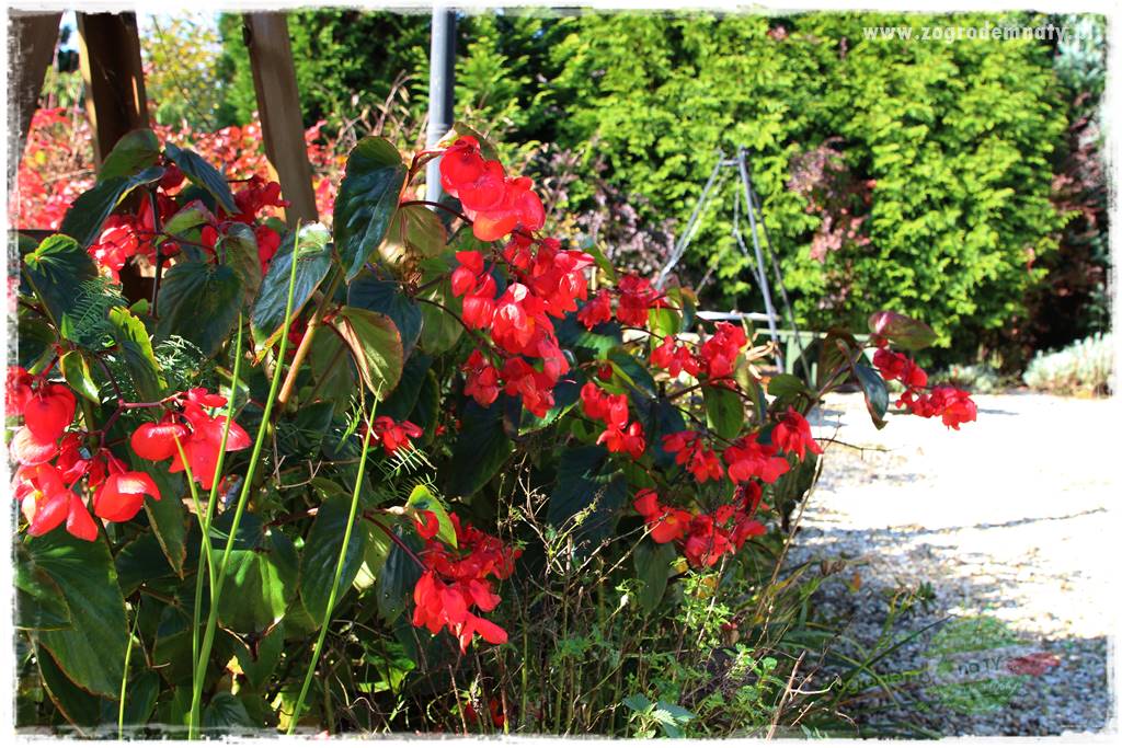 Jadalne kwiaty 32 Jadalne kwiaty 32