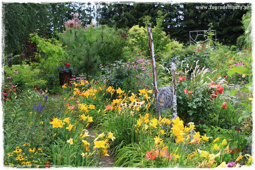 Jadalne kwiaty 33 Jadalne kwiaty 33