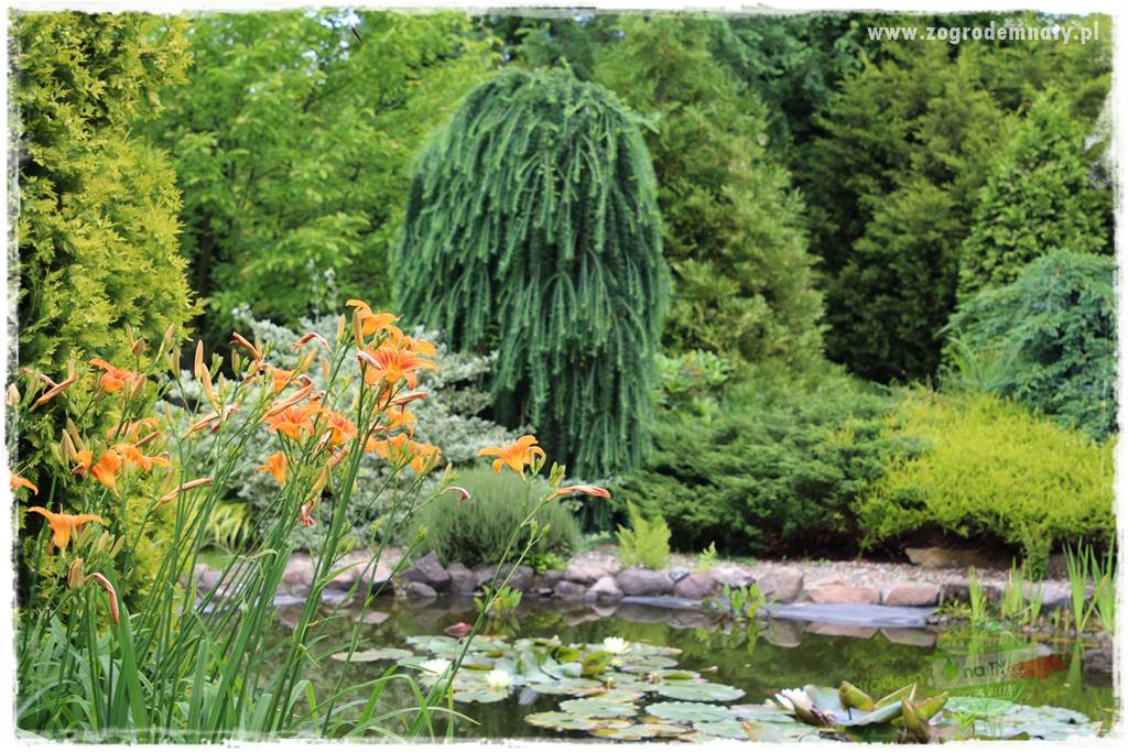 Jadalne kwiaty 34 Jadalne kwiaty 34