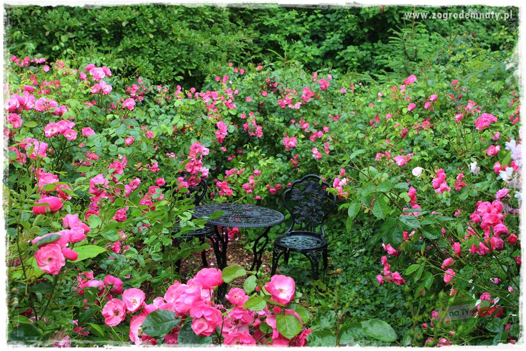 Jadalne kwiaty 47 Jadalne kwiaty 47