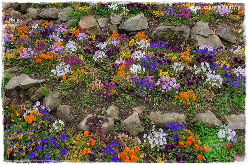 Jadalne kwiaty 48 Jadalne kwiaty 48